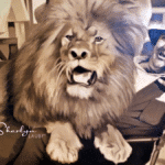 old movie image showing a man talking to a lion similar to trash talk in a workplace investigation